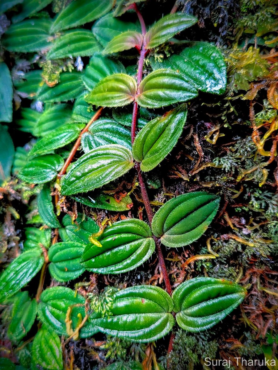 Kendrickia walkeri Hook.f.